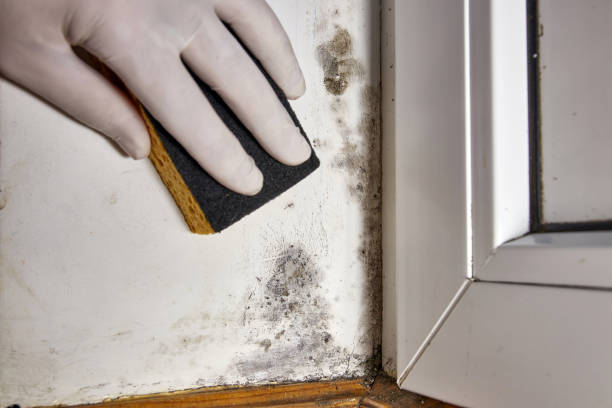 Best Biohazard Mold Removal  in Sunnyside, GA